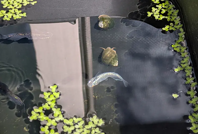 2世のオスツートップが映り込むメダカのオス水槽