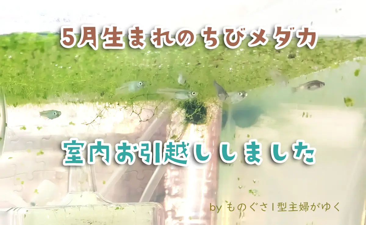 水面を埋め尽くす大量のアオウキクサの下を泳ぐ、5月生まれの小さな「ちびメダカ」たちの様子。画像上部には「5月生まれのちびメダカ」、下部には「室内お引越ししました」のブログタイトルが重なっている。
