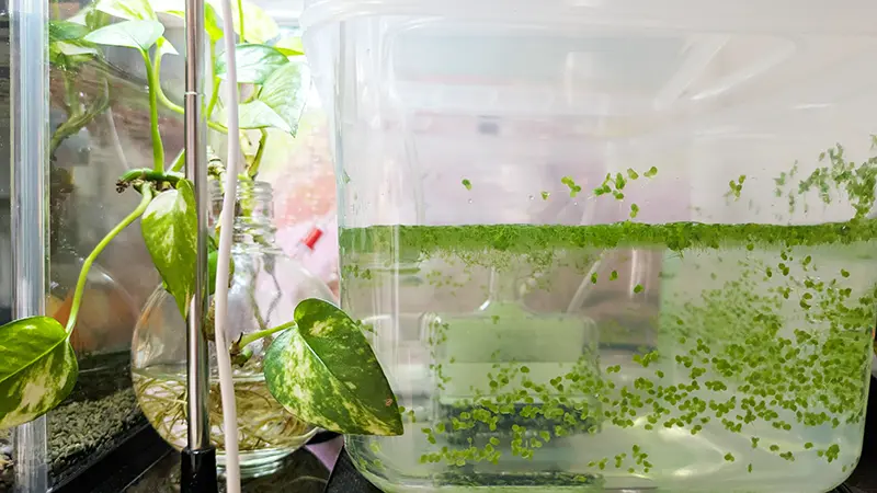 ダイソーの米びつ容器とエアレーションをセットしたちびメダカ用新居