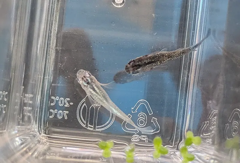 選別中のちびメダカたち