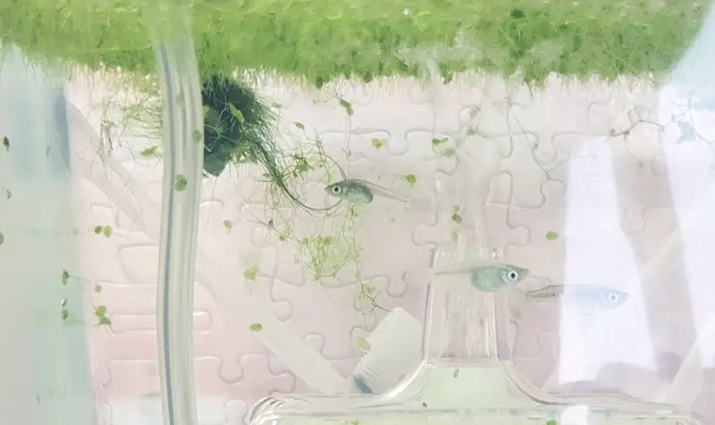 アオウキクサの下を元気に泳ぐ選別されたちびメダカたち