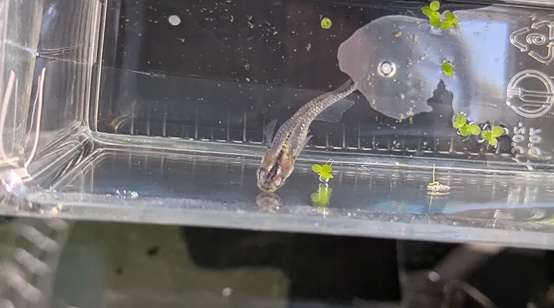 容器の中で泳ぐ一番大きくてすばしっこい2世メダカのオスを上からみた姿
