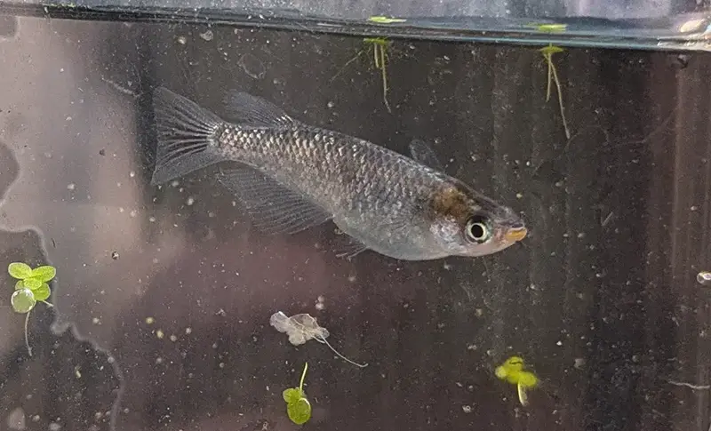柄がありお腹が大きく育った2世メダカのオスの横姿