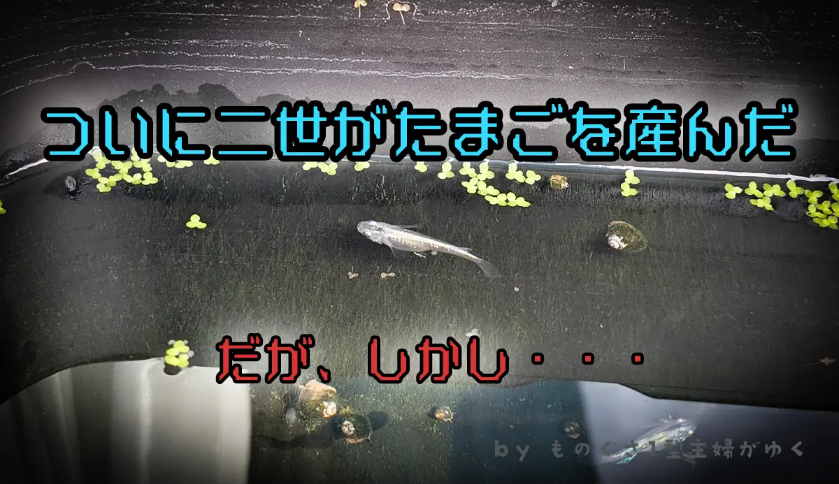 メダカ2世がついに卵を産んだ！だが、しかし…の文字が入ったアイキャッチ画像