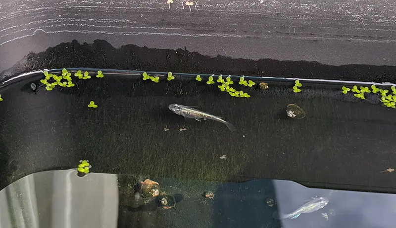 お腹に卵をつけて泳ぐメダカ2世のメス