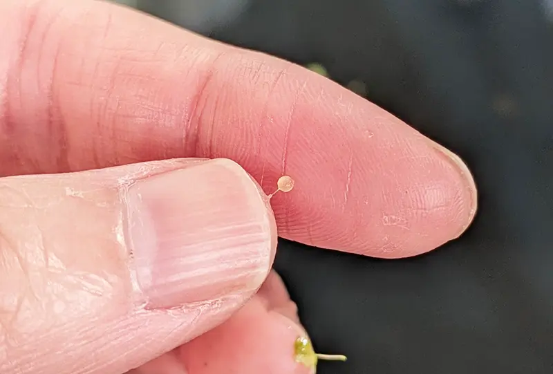 メダカのお腹から採取した1つの無精卵