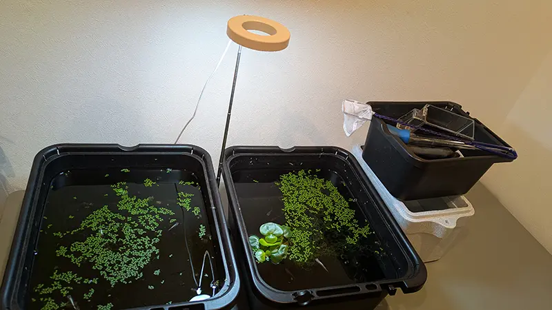 玄関に設置したメダカケースと植物育成ライトのセット