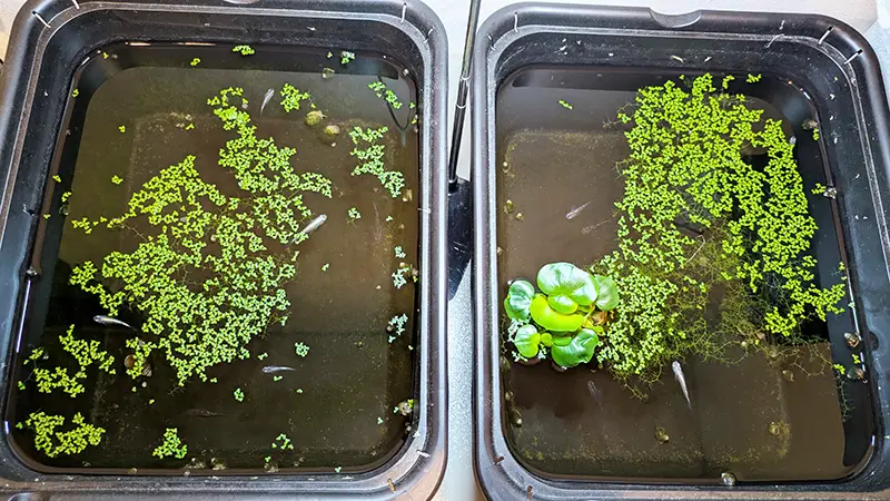 植物育成ライトに照らされる玄関の室内メダカ水槽上部"