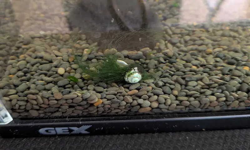 金魚水槽の砂利の上に置かれたヒメタニシの貝殻