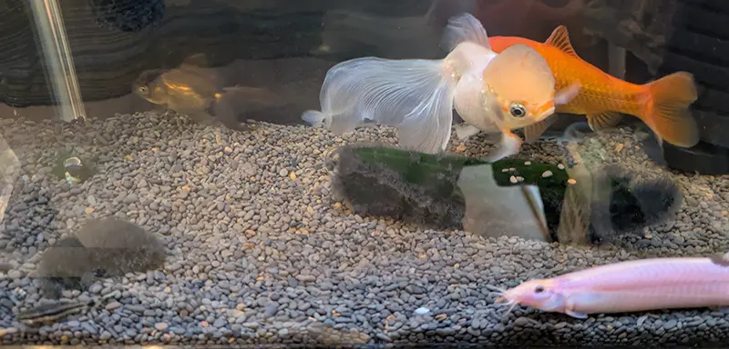 水槽の中で泳ぐ丹頂やオランダ系ミックスなどの金魚たち