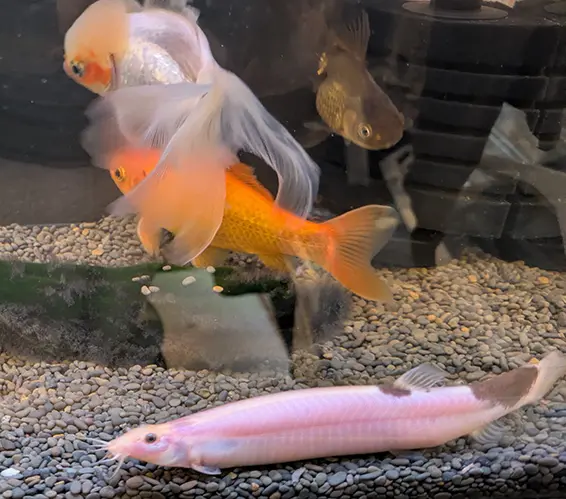飼い主からそっぽを向いて泳ぐ金魚と底層を這うヒドジョウの様子